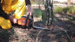 Best Tree Planting Services  in Apple Valley, CA